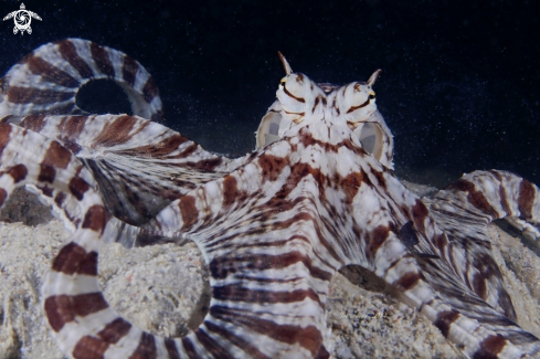 A Mimic octopus