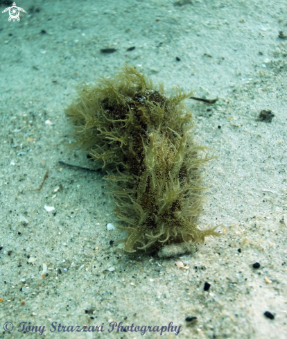 A Hairy Sea Hare