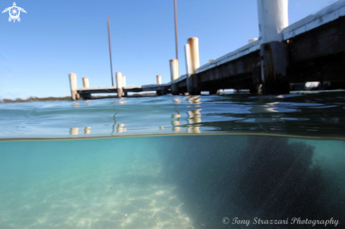 A Pelican Public Wharf