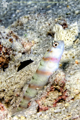 A Gymnodoris nigricolor stay's on Amblyeleotris steinitzi | Gobi stays with a nudi