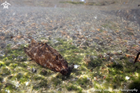 A Sowerbyi's Sea Hare