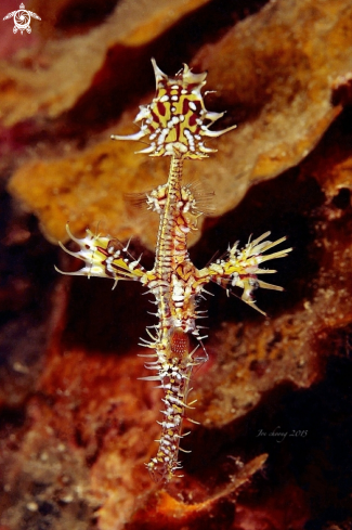 A Ghostpipefish 