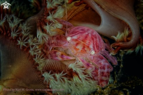 A Porzelan Crab with Eggs