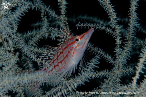 A longnose hawkfish