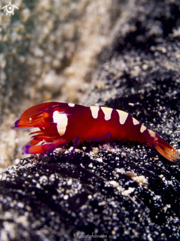 A Imperial Shrimp