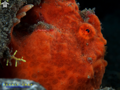 A Painted Frogfish