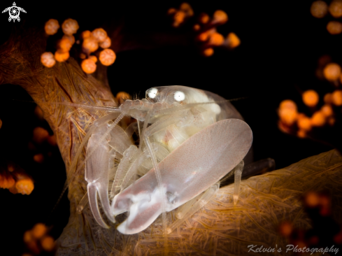 A Soft coral snapping shrimp