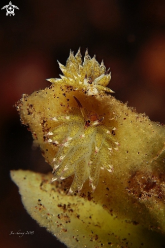 A Sheep nudibranch 