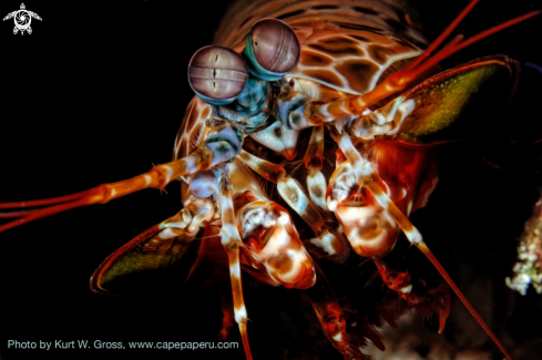 A Odontodactylus scyllarus | Mantis shrimp