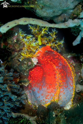 A Sea Apple