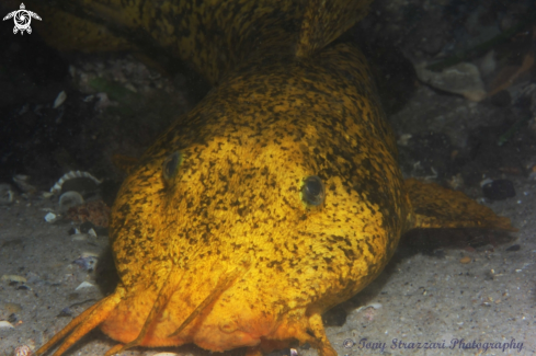 A Estuarine Catfish