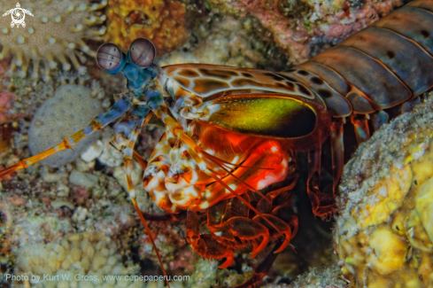 A Odontodactylus scyllarus | Mantis shrimp