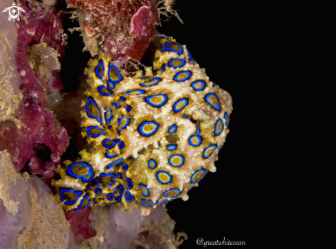 A Blue Ringed Octopus