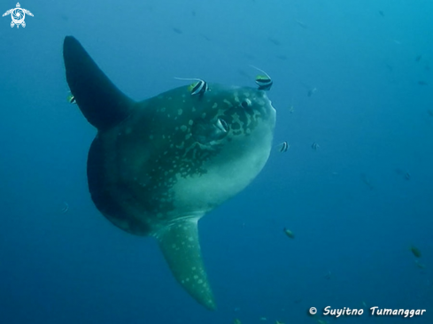 A Mola Mola