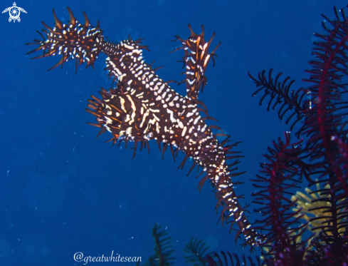 A Ornate Ghost Pipefish