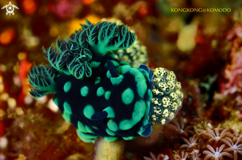 Nudibranch - Nembrotha Cristata