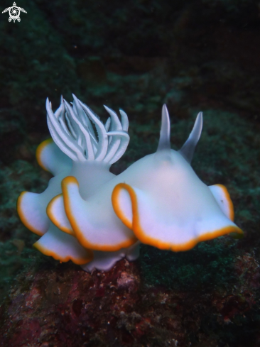 A Nudibranch