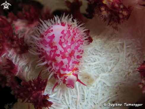 A Allied Cowrie