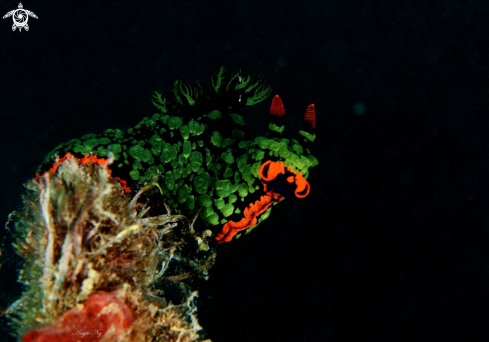 A Nembrotha | Nudibranchs 