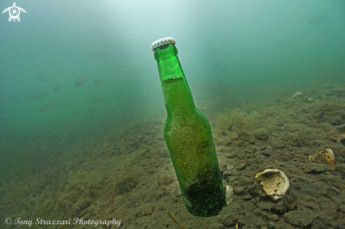 A Full unopened beer found in 4.5 metres