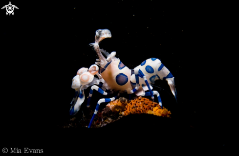 A Harlequin Shrimp