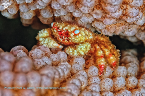 A Blue eyes crab | Crab