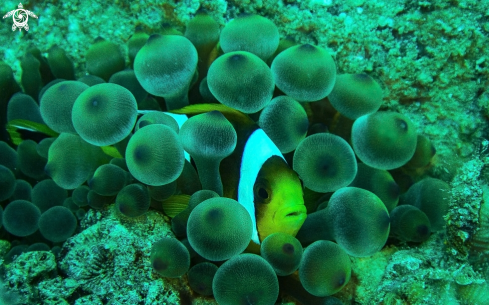 A clownfish