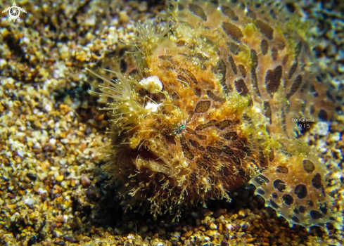 A Hairy Frog Fish