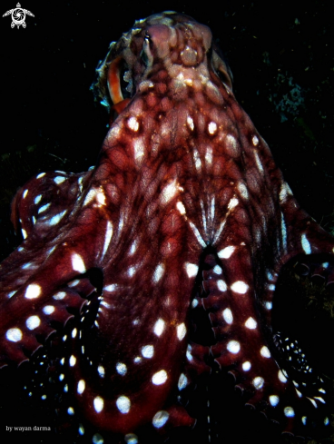 A Octopus 