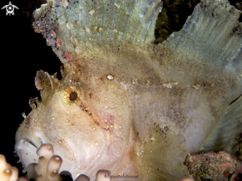 A Taenianotus triacanthus | Leaf Scorpion Fish