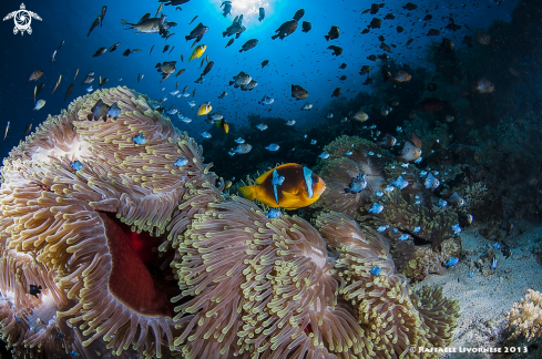 A clownfish in the anemone with sun