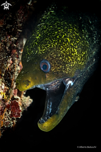 A Green Moray