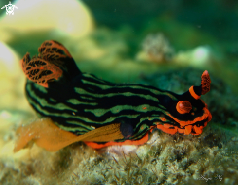 A Nudibranchs 