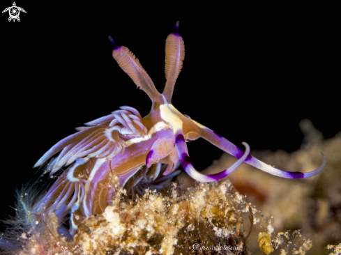 A Pteraeolidia ianthina | Nudibranch