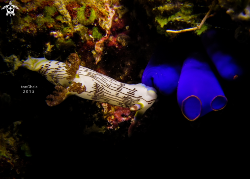 A Nudibranch