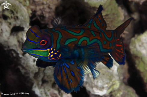 A Mandarin fish