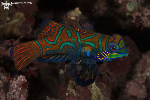 A Mandarin fish