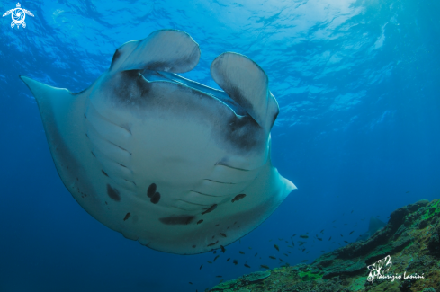 A Manta alfredi | Reef manta 