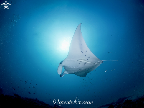 A Manta Ray