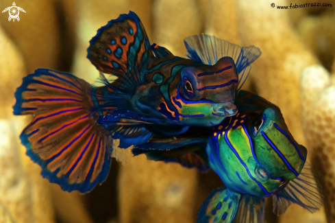 A Mandarin fish