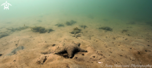 A Sea stars