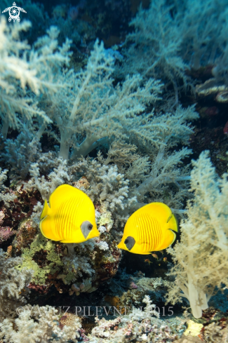 A Masked butterflyfish 