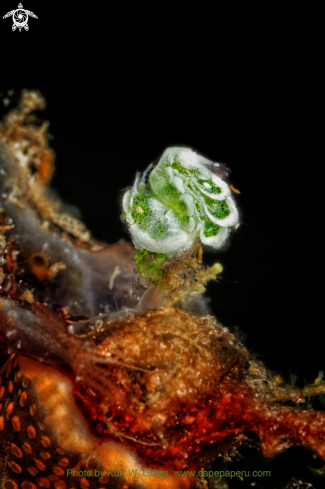 A Green Hairy Shrimp