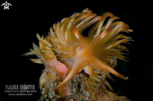 A Sakuraeolis sp. | Nudibranch Sakura