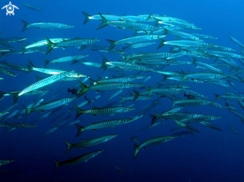 A Barracuda