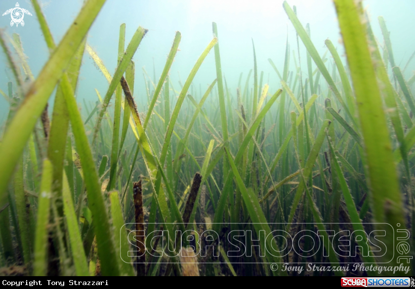 A Sea grass