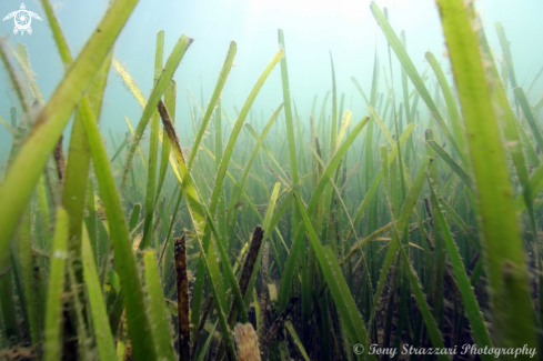 A Sea grass