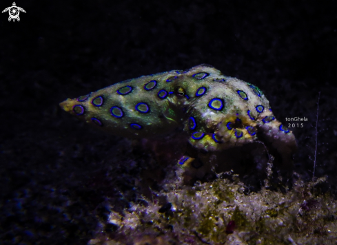 A Blue Ringed Octopus