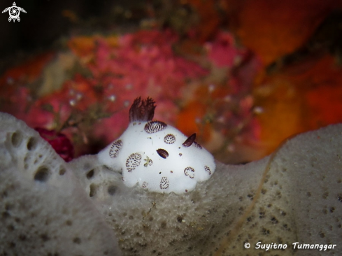 A Nudibranch