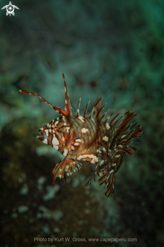 A Novaculichthys taeniourus | Wrasse